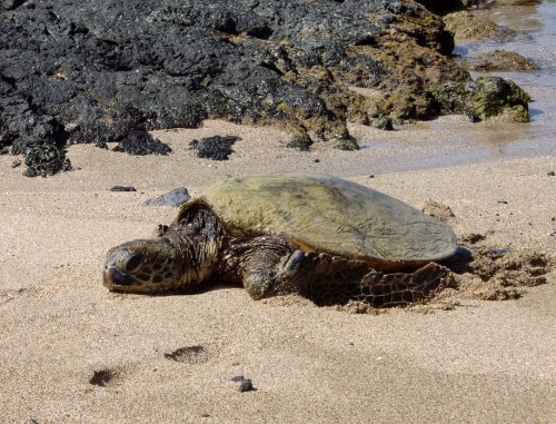 Lazy Turtle, Kona, Hawaii