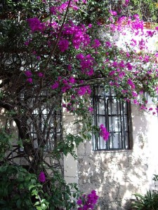 Home and Flowers, Taxco, Mexico