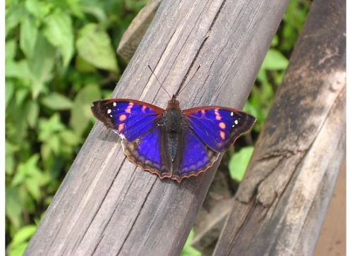 Blue Butterfly. Iguazu, Argentina.