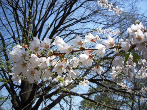 Cherry Blossom Branch. Central Park, NYC