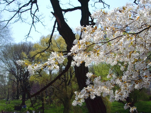 White Blossoms. Central Park, NYC.