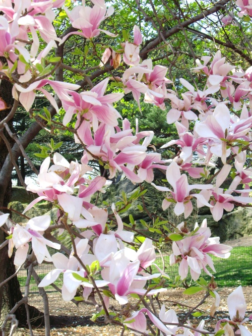 Pink Magnolias. Central Park, NYC. 