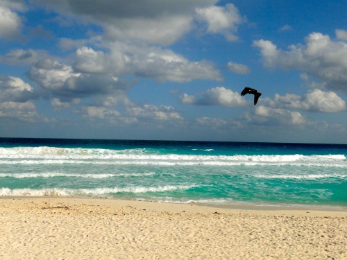 Bird over Beach. Cancun, Mexico.