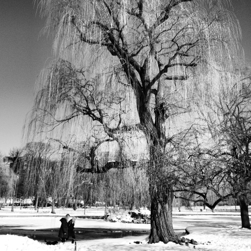 Winter Weeping Willow. Boston, MA.