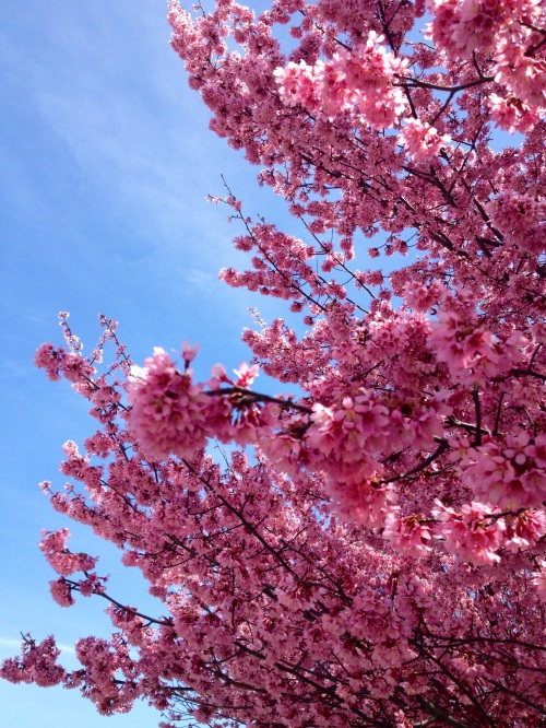 Cherry blossoms in Cambridge, MA. April 16, 2013.