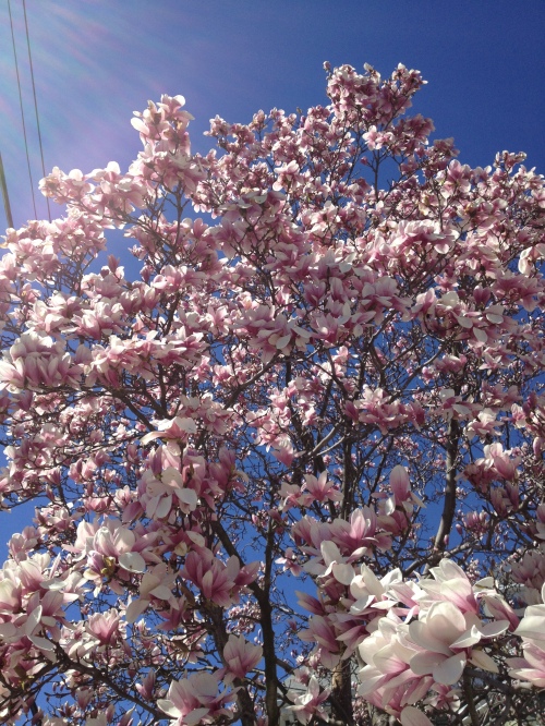 Magnolia trees. Cambridge, MA. April 17, 2013.